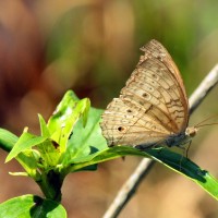 Junonia atlites Linnaeus, 1758